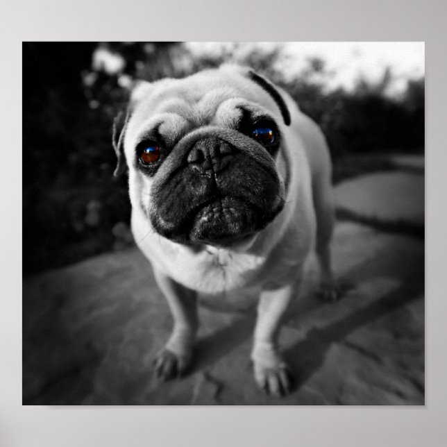 Handsome Pug Poster (Front)
