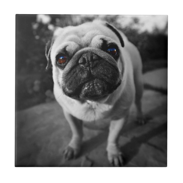 Handsome Pug Tile (Front)