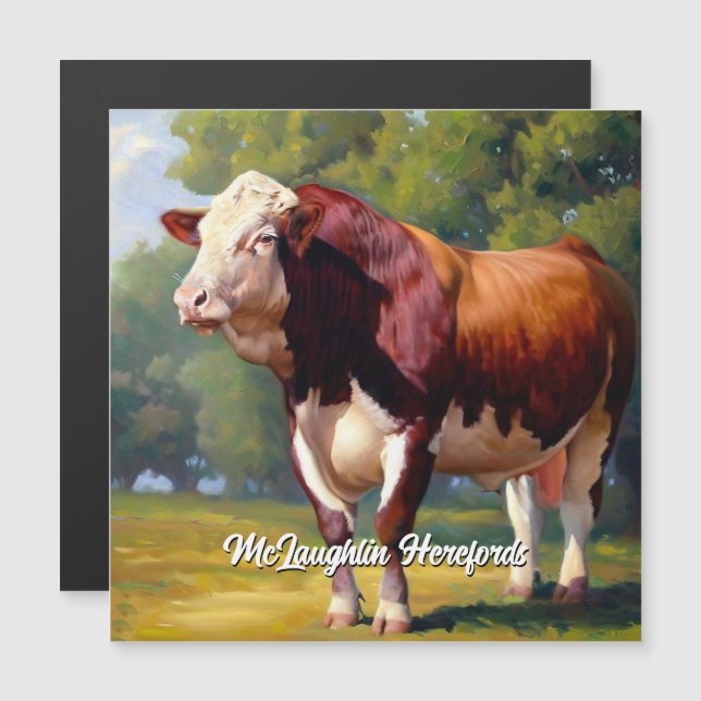 Handsome Red and White Hereford Bull (Front/Back)