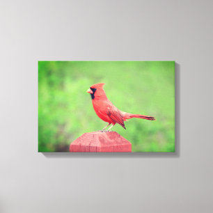 Handsome Red Cardinal Bird Canvas Print