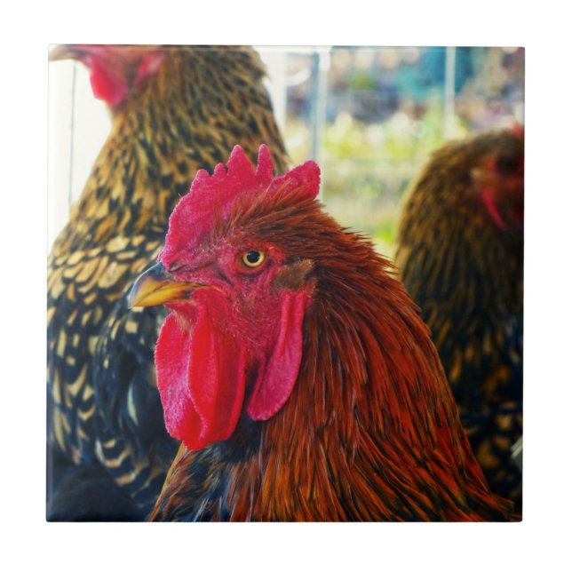 Handsome Rooster Ceramic Tile (Front)