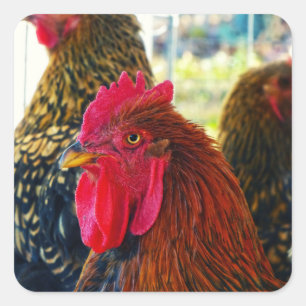 Handsome Rooster Square Sticker