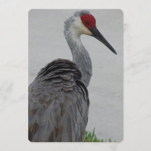 Handsome Sandhill Crane Invitation