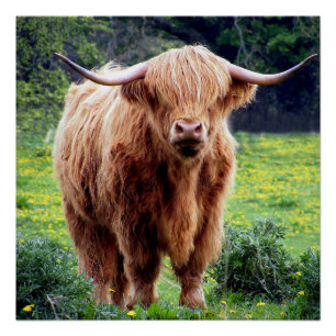 Handsome Scottish Highland Cow In Field Poster