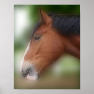 Handsome Shire Draught Horse Poster
