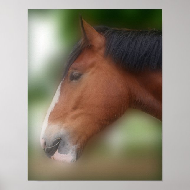 Handsome Shire Draught Horse Poster (Front)