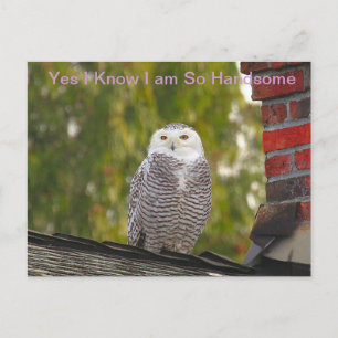 Handsome Snow Owl Postcard