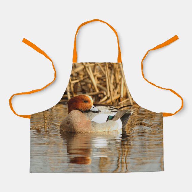 Handsome Stranger Eurasian Wigeon Duck at the Pond Apron (Front)