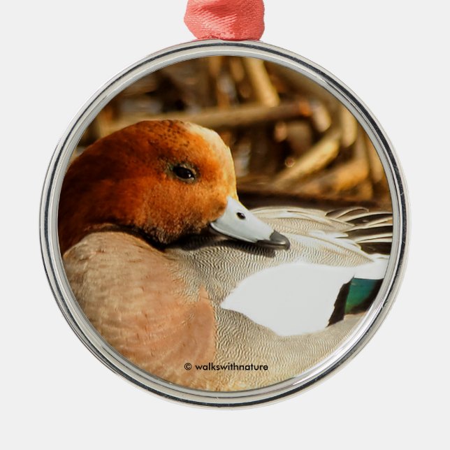 Handsome Stranger in Town Eurasian Wigeon Duck Metal Ornament (Front)
