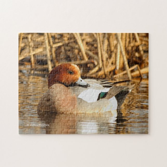 Handsome Stranger in Town Eurasian Wigeon Jigsaw Puzzle (Horizontal)
