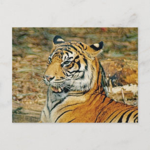 Handsome Tiger Postcard