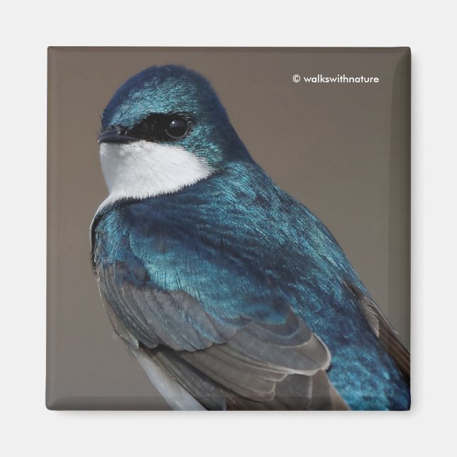 Handsome Tree Swallow: Bird on a Wire Magnet (Front)