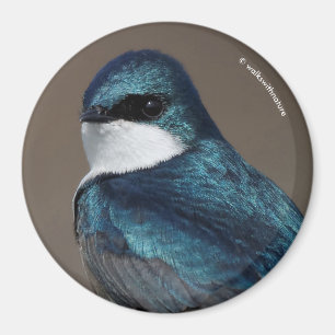 Handsome Tree Swallow: Bird on a Wire Magnet