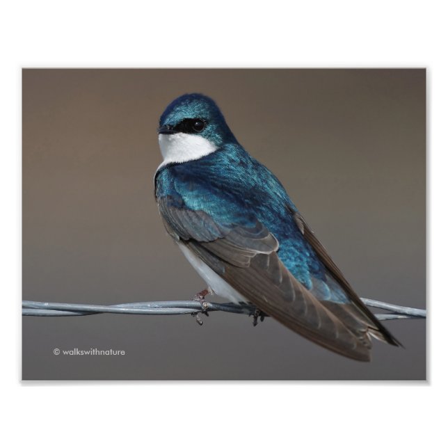 Handsome Tree Swallow: Bird on a Wire Photo Print (Front)
