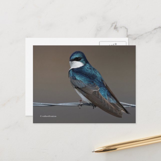 Handsome Tree Swallow Songbird Bird on a Wire Postcard (Front/Back In Situ)