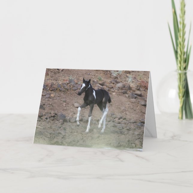 Handsome Wild Colt Folded Greeting Card (Front)