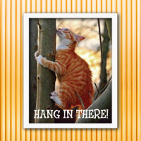 Hang in There Cat