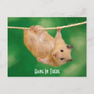 Hang In There Hamster Postcard