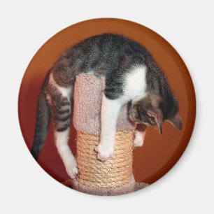 Hang in There Humourous Tabby Cat Magnet