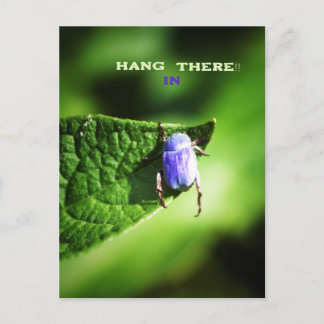 Hang in There, Purple Beatle,  Postcard
