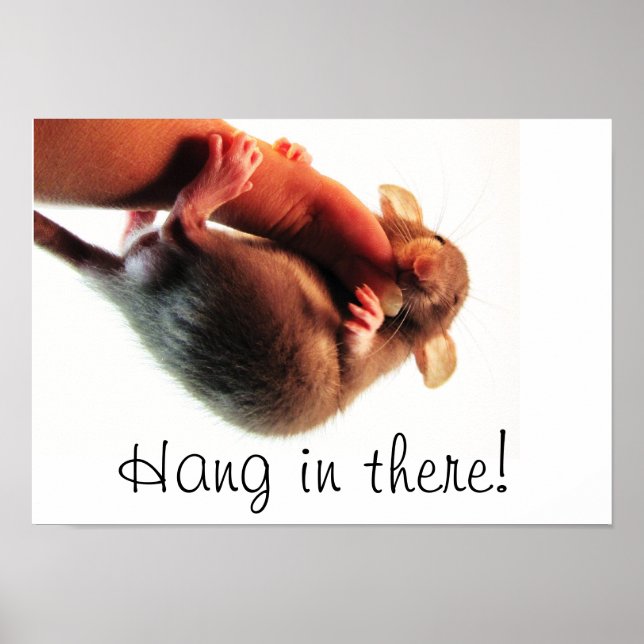 Hang in There Rat Poster (Front)