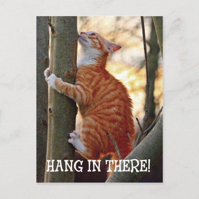 Hang in There with cat in tree photo Postcard (Front)