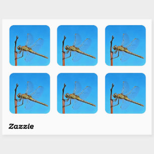 Hang On Artistic Dragonfly Against Cerulean Blue Square Sticker