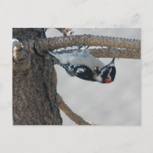 Hangin Out by Leslie Peppers Postcard