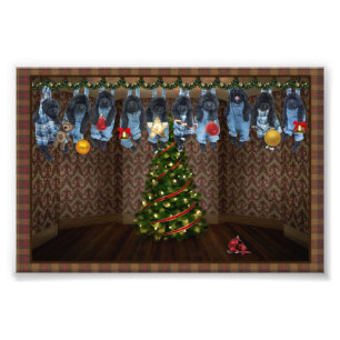 Hanging Around Christmas Photo Prints