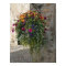 Hanging Basket