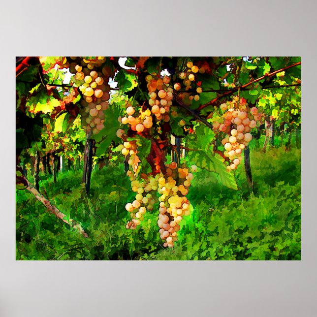 Hanging Grapes on the Vines Poster (Front)
