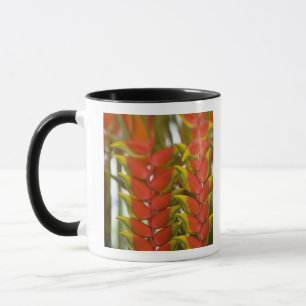 Hanging Heliconia, Weekly Tuesday fruit & Mug