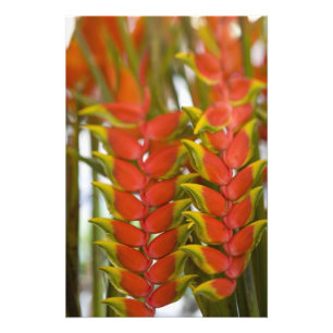 Hanging Heliconia, Weekly Tuesday fruit & Photo Print