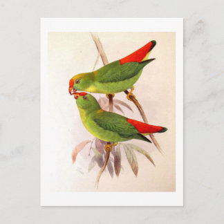 Hanging Parrots Postcard