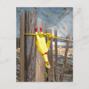 Hanging Rubber Chicken Postcard