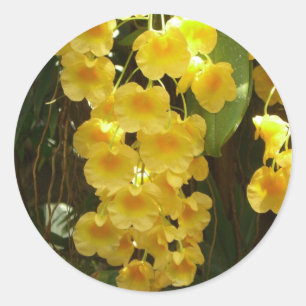 Hanging Yellow Orchids Tropical Flowers Classic Round Sticker