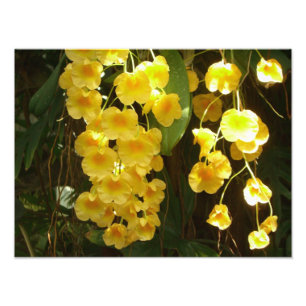 Hanging Yellow Orchids Tropical Flowers Photo Print