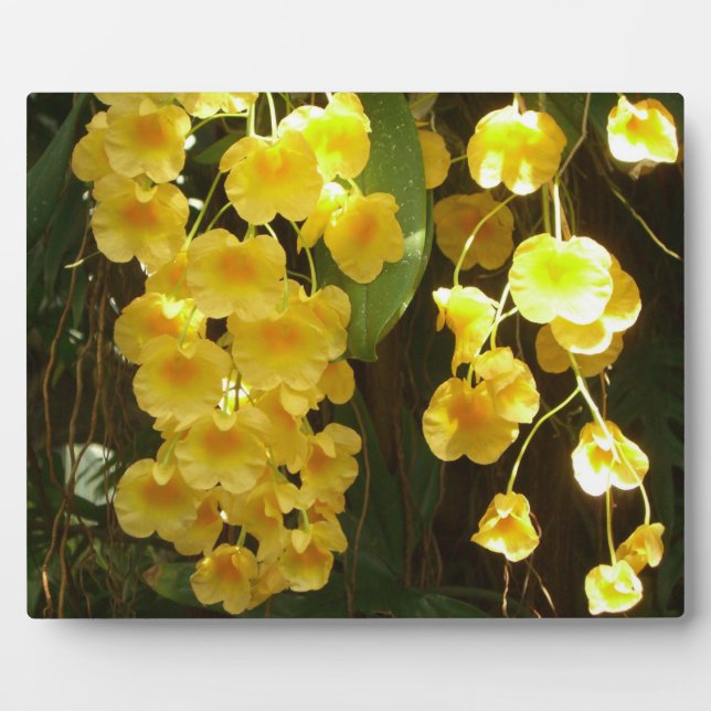 Hanging Yellow Orchids Tropical Flowers Plaque (Front)
