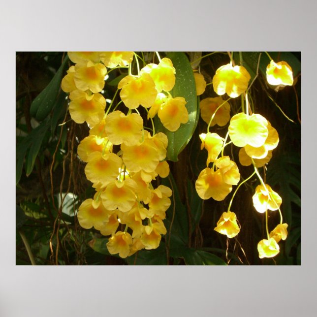 Hanging Yellow Orchids Tropical Flowers Poster (Front)