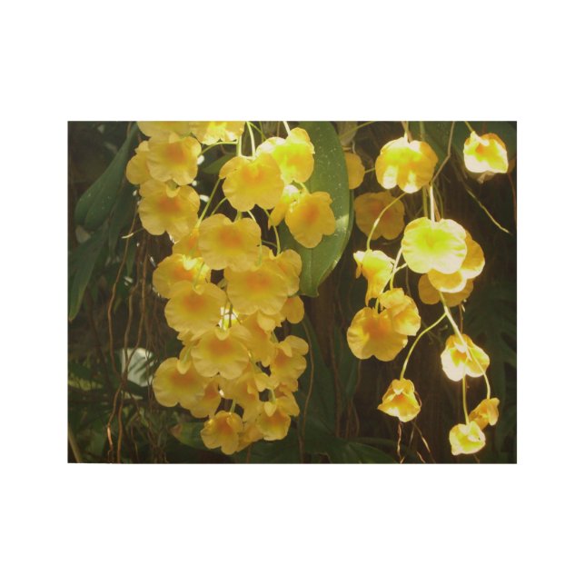 Hanging Yellow Orchids Tropical Flowers Wood Poster (Front)