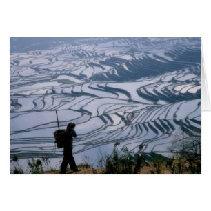 Hani girl carrying basket with rice terrace,