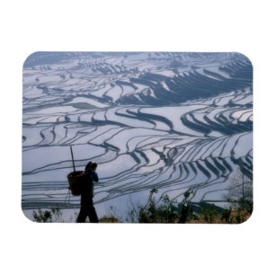 Hani girl carrying basket with rice terrace, magnet