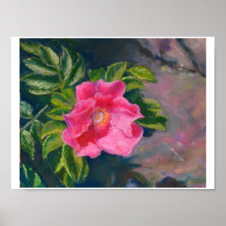 Hansa Shore Rose Poster