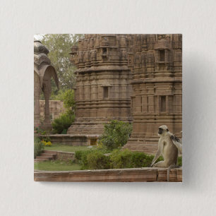 Hanuman Langurs or Black-faced, Common or Grey 15 Cm Square Badge