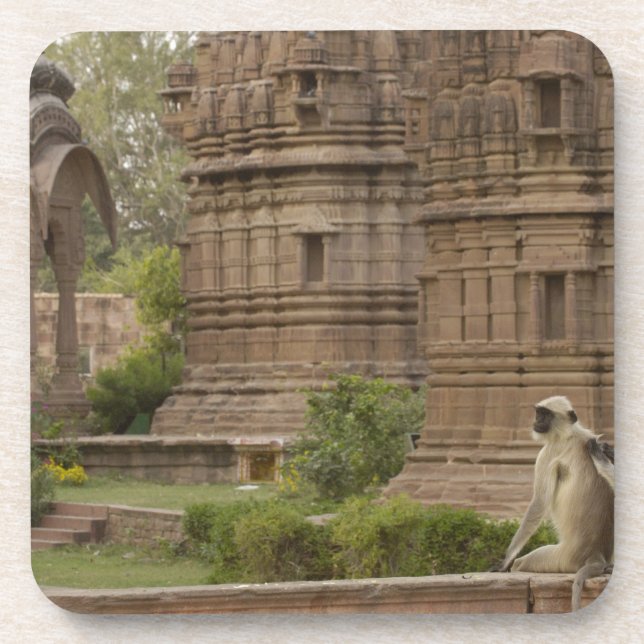 Hanuman Langurs or Black-faced, Common or Grey Coaster (Front)