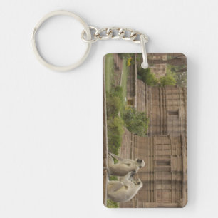 Hanuman Langurs or Black-faced, Common or Grey Key Ring