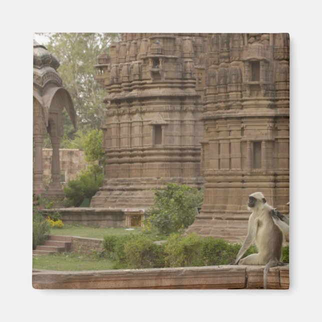 Hanuman Langurs or Black-faced, Common or Grey Magnet (Front)