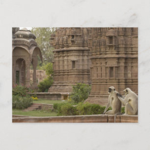 Hanuman Langurs or Black-faced, Common or Grey Postcard