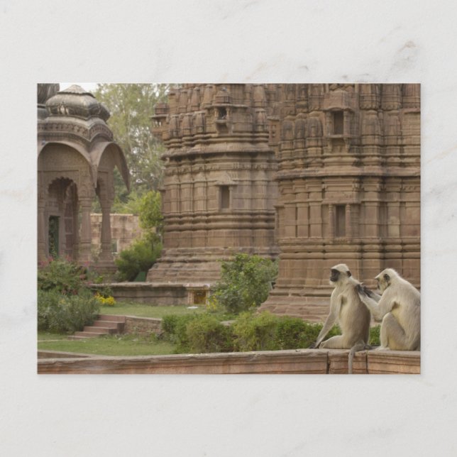 Hanuman Langurs or Black-faced, Common or Grey Postcard (Front)