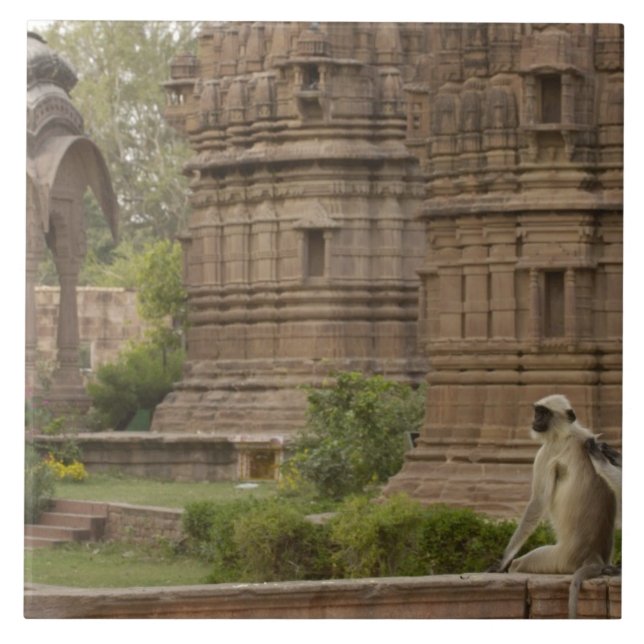 Hanuman Langurs or Black-faced, Common or Grey Tile (Front)